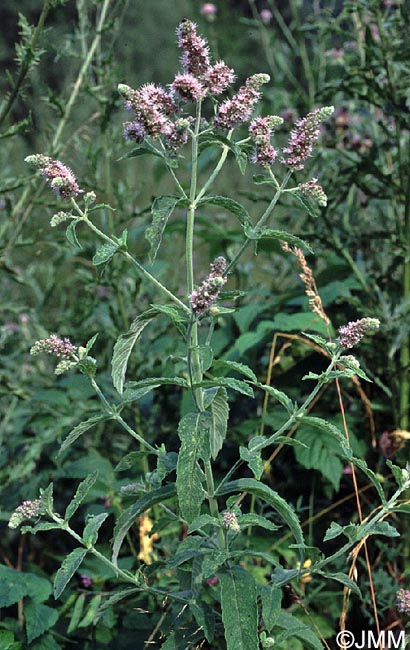 Mentha longifolia