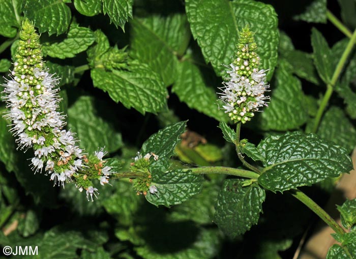 Mentha x piperita