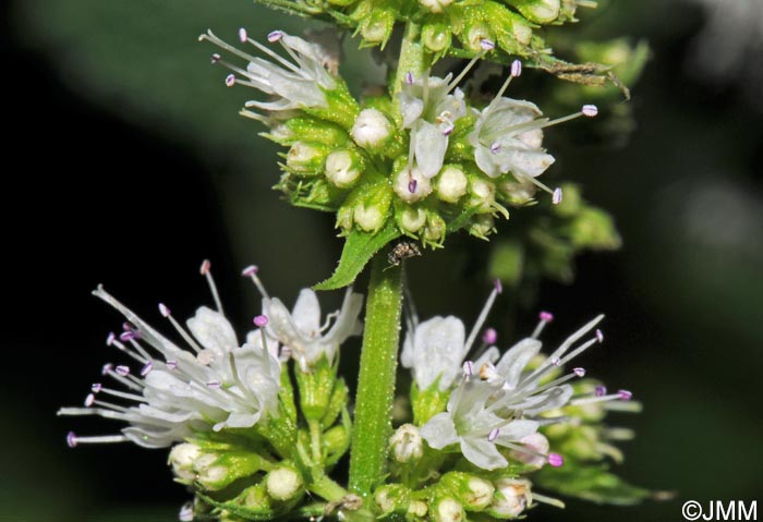 Mentha x piperita