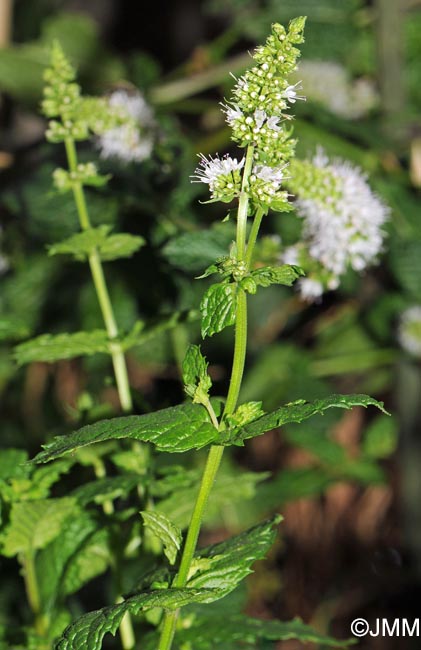 Mentha x piperita