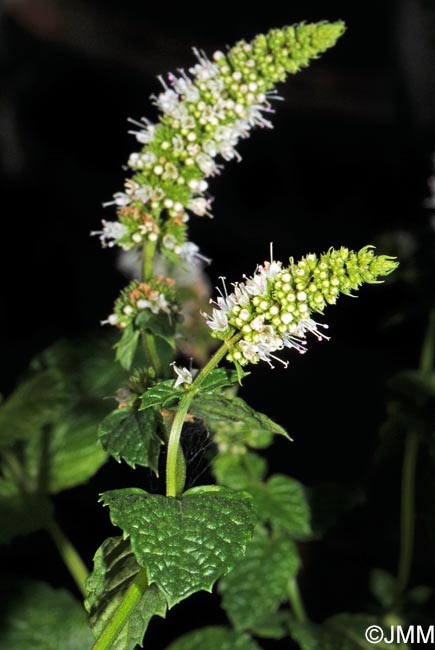 Mentha x piperita