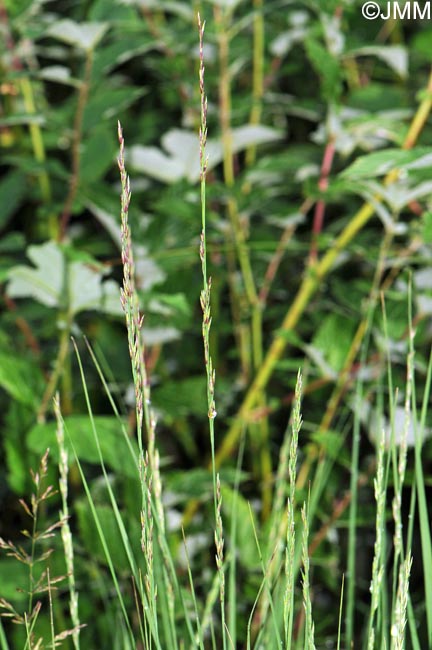 Molinia caerulea