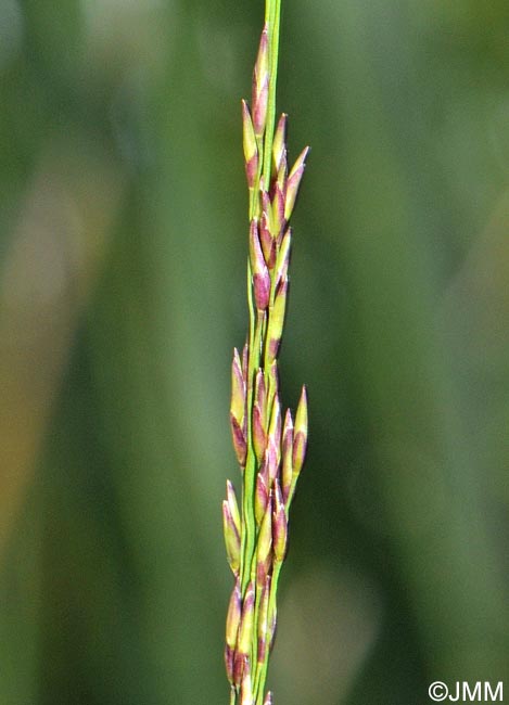 Molinia caerulea