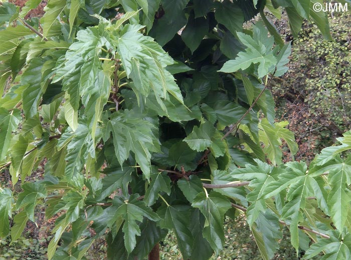 Morus australis