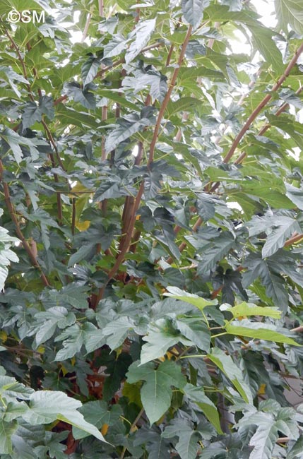 Morus indica