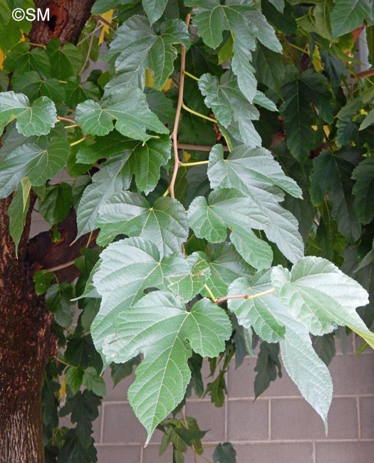 Morus indica