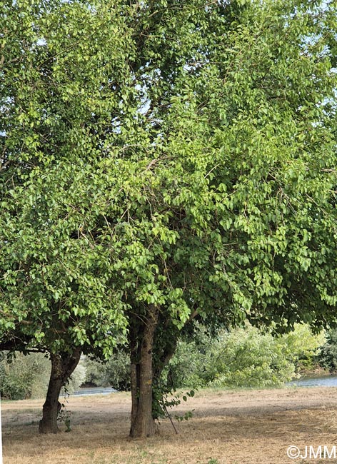 Morus nigra