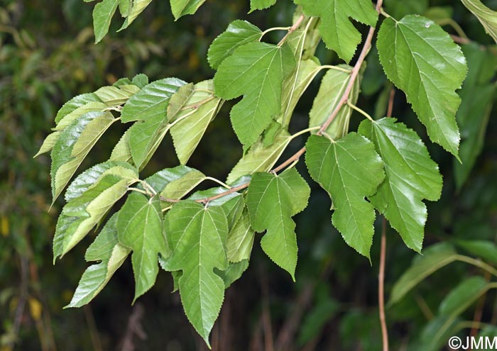 Morus nigra