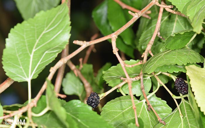 Morus nigra