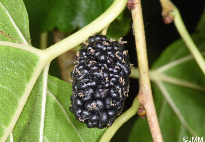 Morus nigra