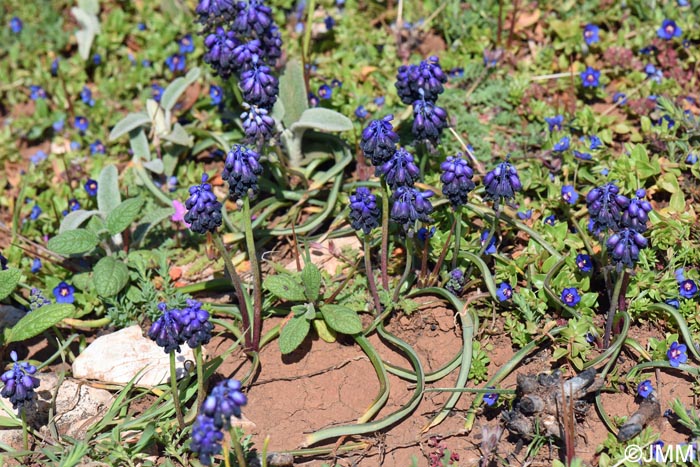 Muscari commutatum