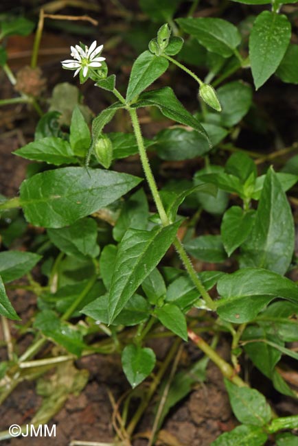 Myosoton aquaticum