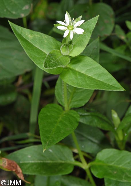 Myosoton aquaticum