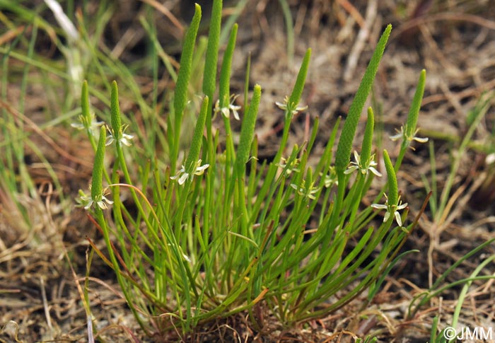 Myosurus minimus