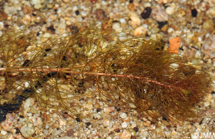 Myriophyllum alterniflorum
