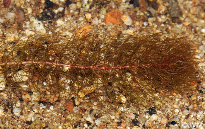 Myriophyllum alterniflorum