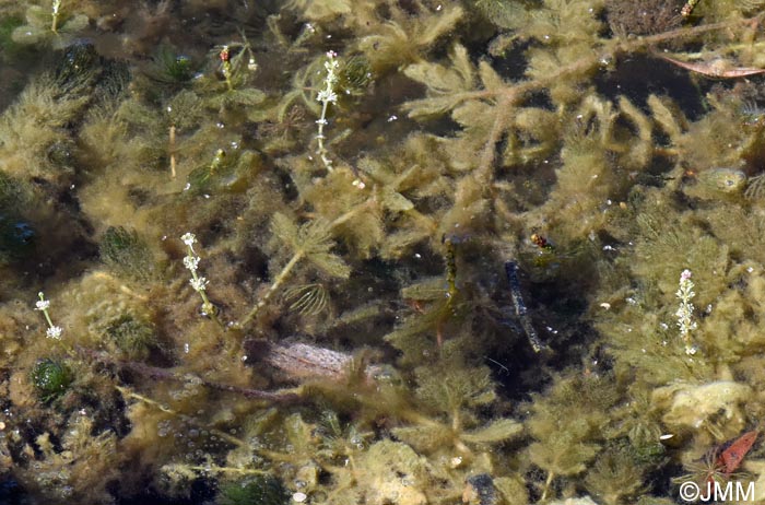 Myriophyllum spicatum