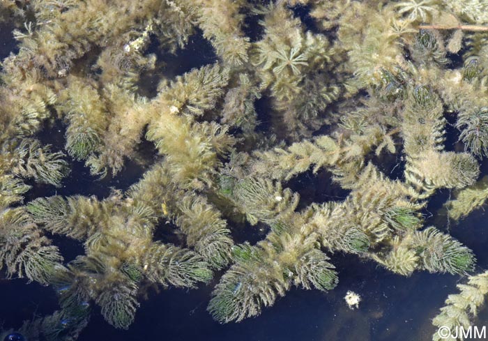 Myriophyllum spicatum