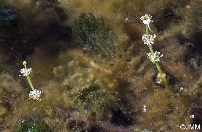 Myriophyllum spicatum