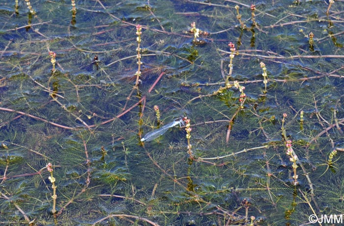 Myriophyllum spicatum
