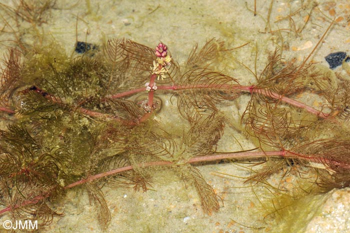 Myriophyllum spicatum