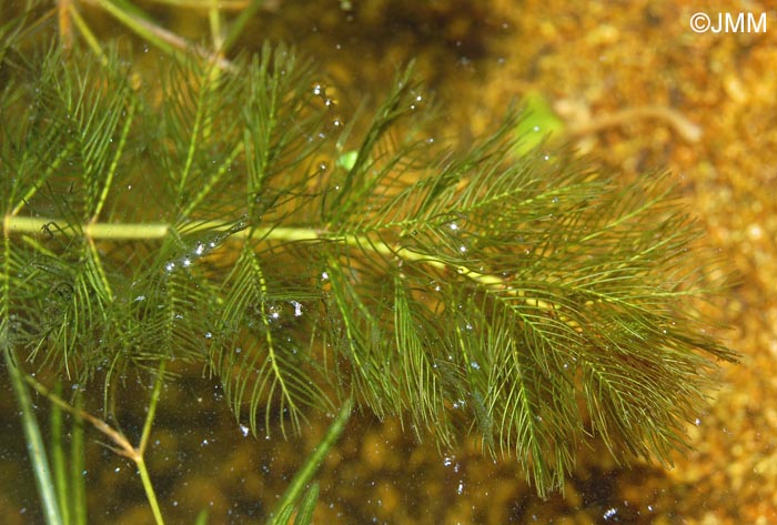 Myriophyllum spicatum