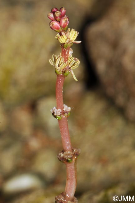 Myriophyllum spicatum