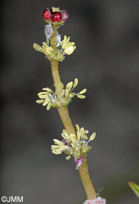Myriophyllum spicatum