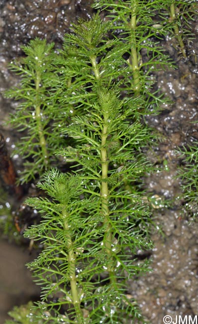 Myriophyllum verticillatum