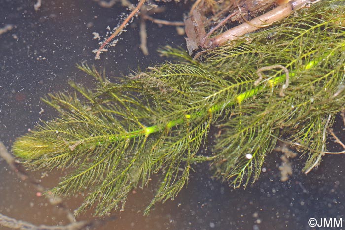 Myriophyllum verticillatum