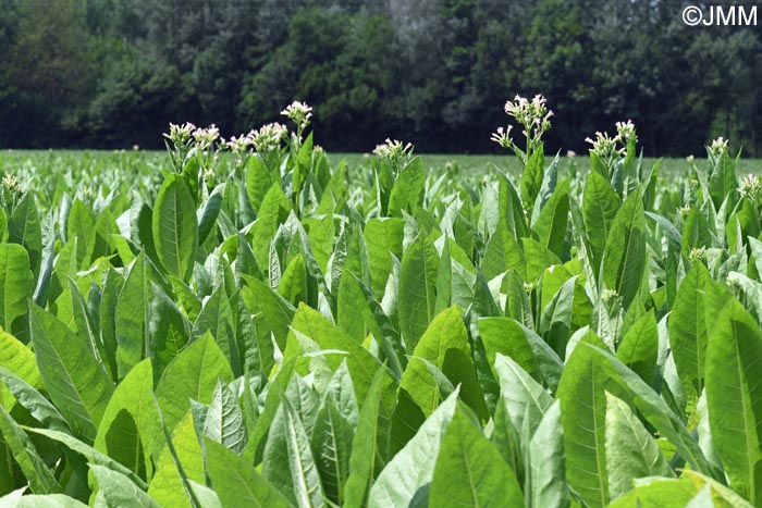 Nicotiana tabacum