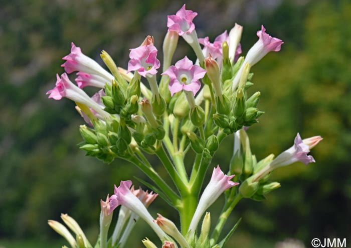 Nicotiana tabacum