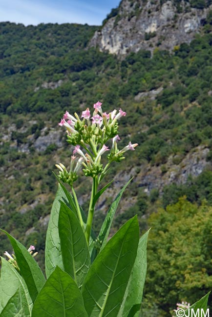 Nicotiana tabacum