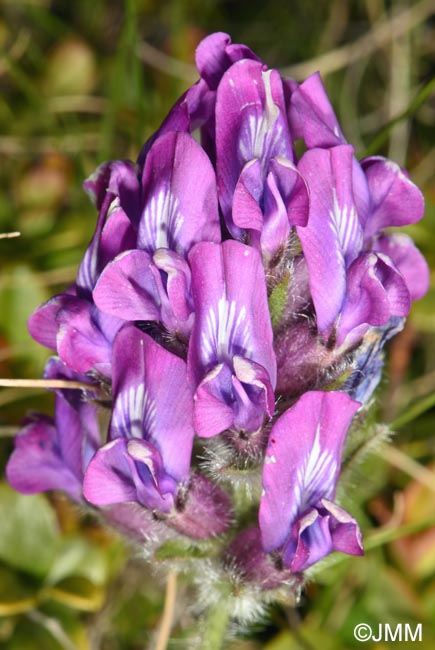 Oxytropis halleri