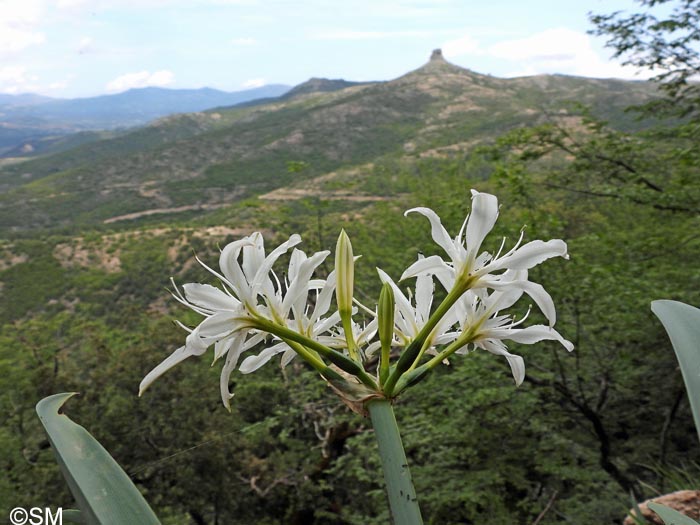 Pancratium illyricum