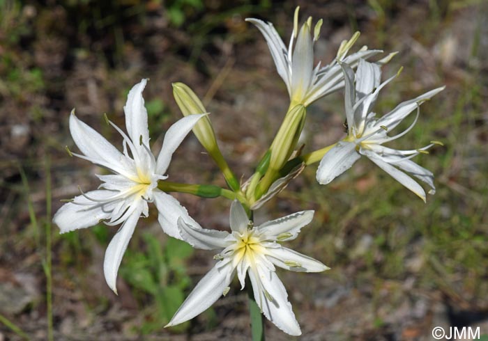 Pancratium illyricum