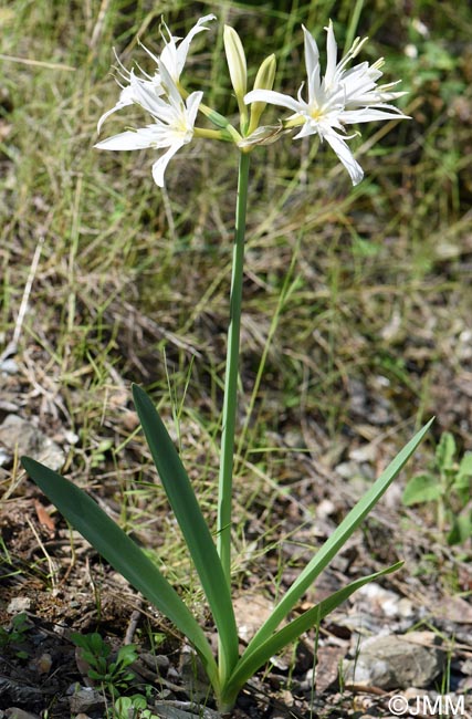 Pancratium illyricum