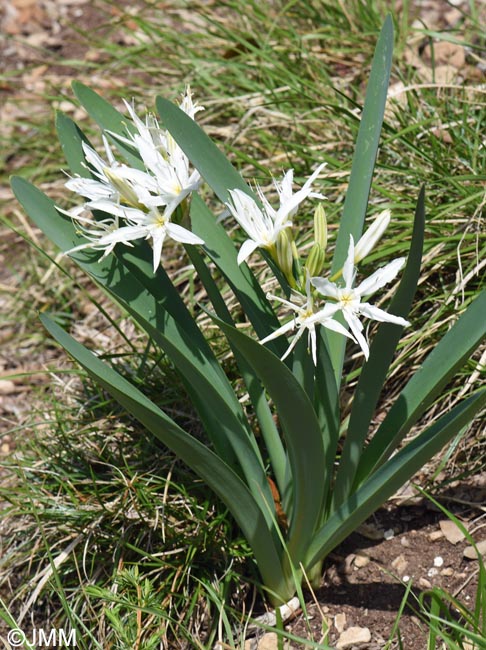 Pancratium illyricum