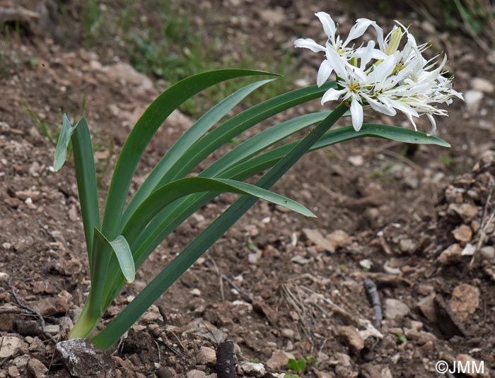 Pancratium illyricum