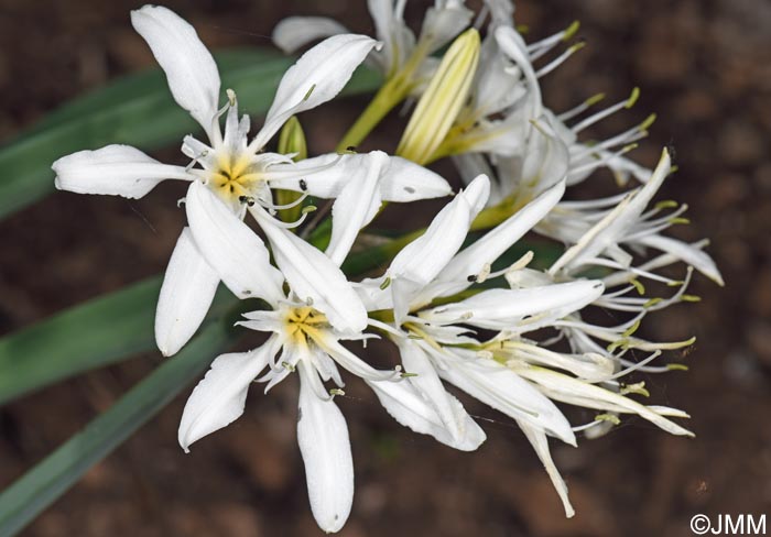 Pancratium illyricum