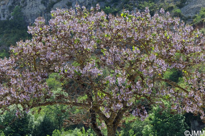 Paulownia tomentosa