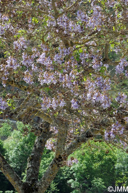 Paulownia tomentosa