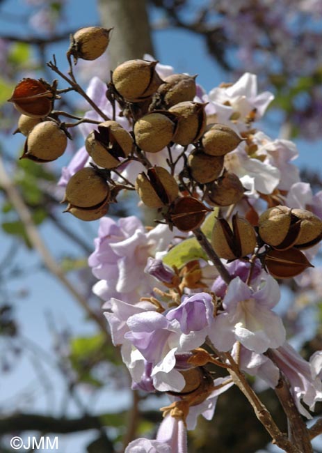 Paulownia tomentosa