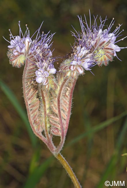 Phacelia tanacetifolia