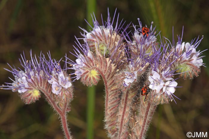 Phacelia tanacetifolia