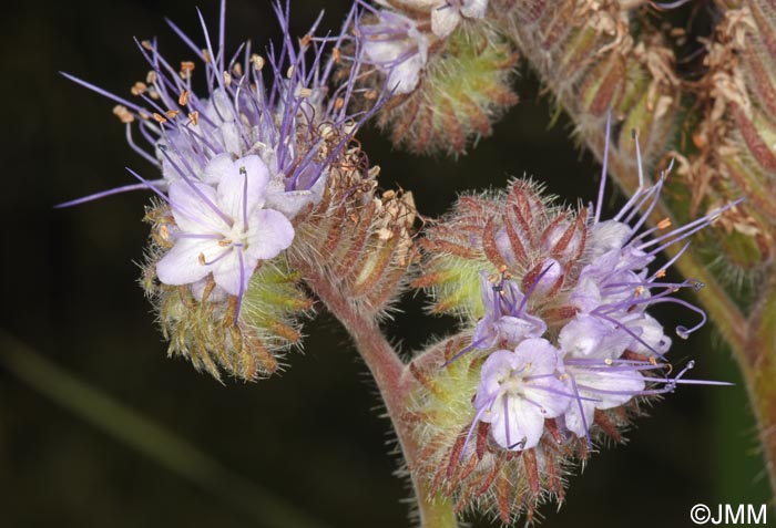 Phacelia tanacetifolia