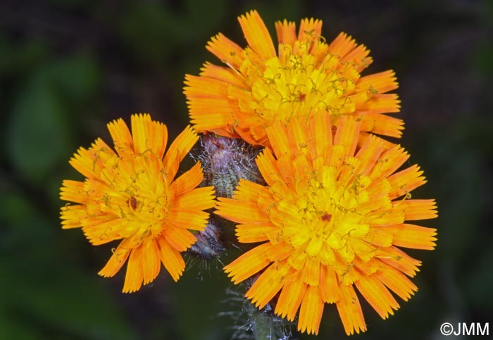 Pilosella aurantiaca