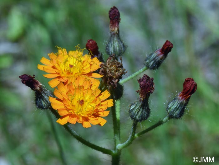 Pilosella aurantiaca