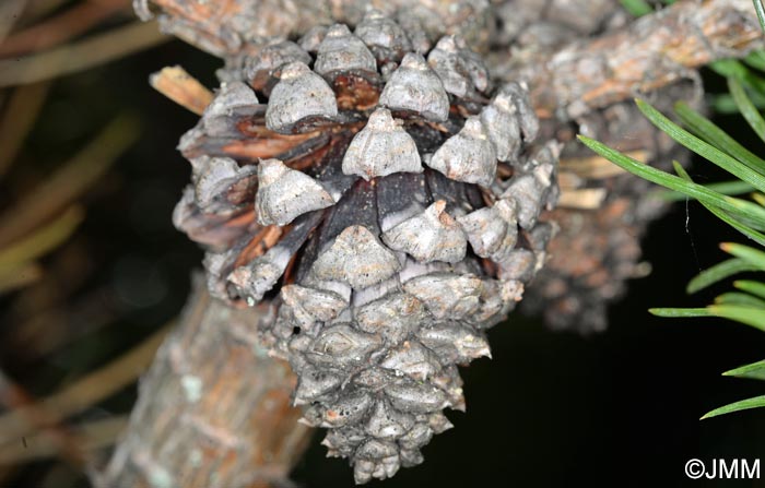 Pinus uncinata var rotundata = Pinus rotundata