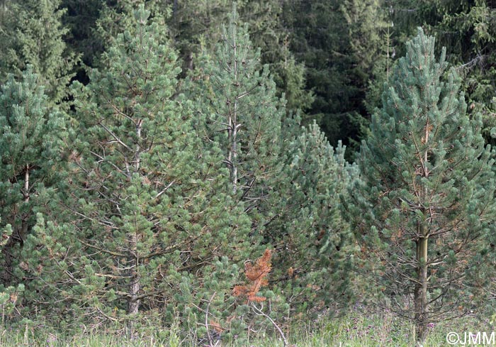 Pinus uncinata var rotundata = Pinus rotundata